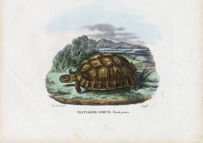 Spur-Thighed Tortoise, 1863-79 by Raimundo Petraroja